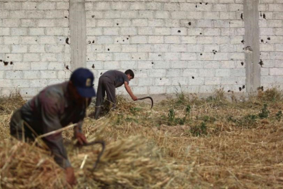 Recogida de la cosecha de trigo a las afueras de Damasco.-EPA / MOHAMMAD BADRA