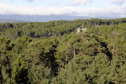 Vista general de un bosque de la provincia de Soria, ayer. / VALENTÍN GUISANDE-