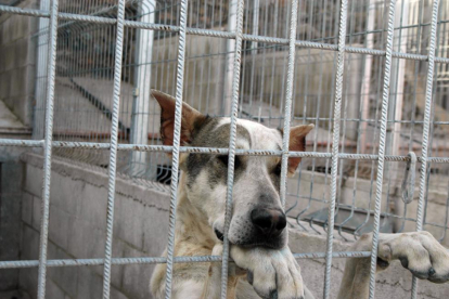 Uno de los perros controlados por el Seprona dentro de la 'Operación Podencos'.-HDS