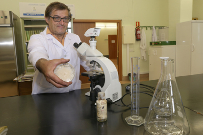El catedrático de Micología de la Universidad de Valladolid en el Campus de Palencia, Andrés Oria, muestra un cultivo del hongo Cordyceps Militaris. ICAL