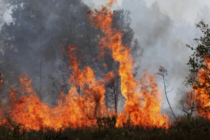 Otro año ejemplar quema sólo seis hectáreas arboladas. HDS