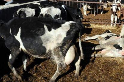 Vacas en una granja catalana, en una imagen de archivo.-RAMON GABRIEL
