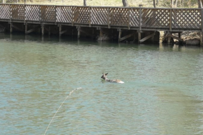 El animal, nadando en busca de una salida del río Duero. HDS