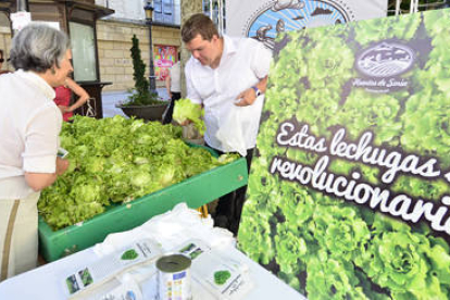 Las primeras lechugas del proyecto Huertos de Soria que se ‘vendieron’ ayer en el centro de la capital. / ÁLVARO MARTÍNEZ-