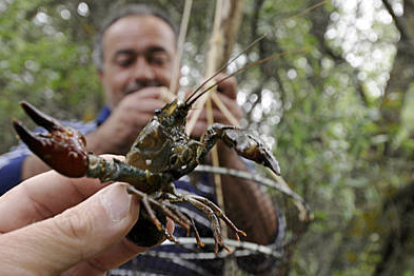 Un pescador muestra un ejemplar de cangrejo señal. / VALENTÍN GUISANDE-