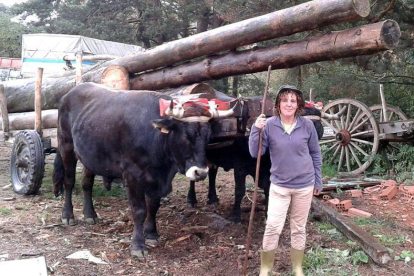 Paloma con una yunta de bueyes de la raza serrana soriana, una de las dos con las que entrena en Quintanar de la Sierra.-