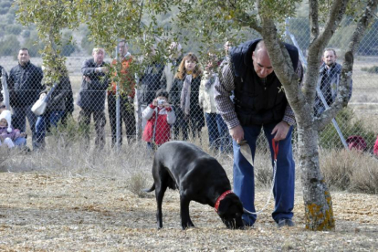 Un perro ‘trufero’ en una plantación dentro del concurso de búsqueda de Abejar.-DIEGO MAYOR