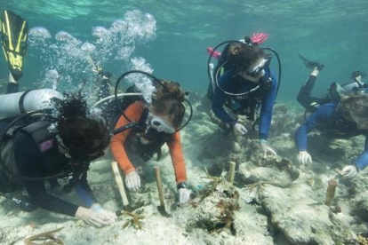 Cerca de 70 buzos de CRF tratando de plantar al menos 1.000 corales para ayudar a mejorar seis arrecifes de los Cayos de Florida.-AP / BOB CARE