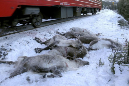 Ciervos muertos después de ser atropellados por un tren de carga cerca de Mosjoen, en el norte de Noruega.-/ AP / JOHN ERLING UTSI (AP)