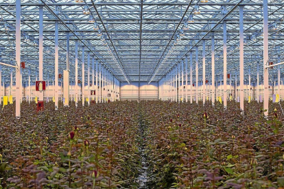 Vista general de las instalaciones de Aleia Roses, invernadero de cerca de 14 hectáreas ubicado en el municipio soriano de Garray.-- REPORTAJE GRÁFICO: ALEIA ROSES