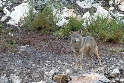 Un ejemplar de lobo en la comarca zamorana de Sanabria.-ICAL