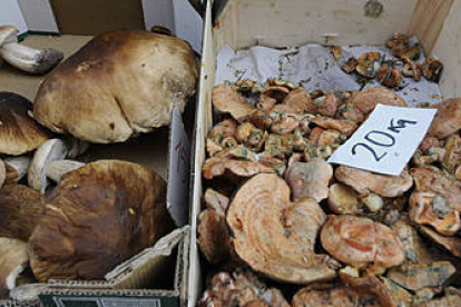 Una banasta de boletus junto a una de níscalos. / VALENTÍN GUISANDE-