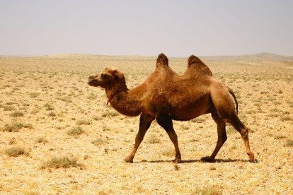 Camello en el desierto-