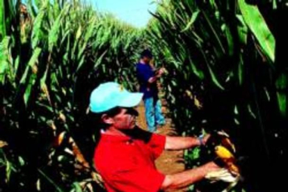 Campo experimental de maíz transgénico, propiedad de la multinacional Monsanto-ARCHIVO / RAMON GABRIEL