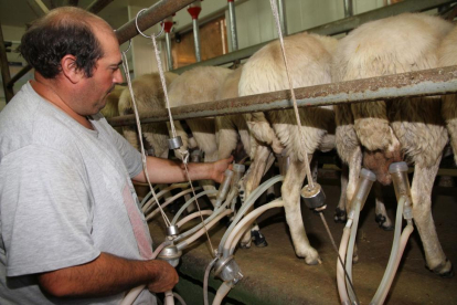 Un ganadero realizando labores de ordeño en una explotación de ovino de Villerías de Campos, en la provincia de Palencia.-BRÁGIMO