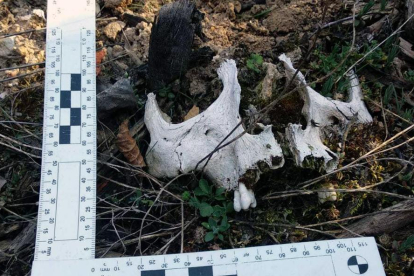 Los restos óseos encontrados en los alrededores de La Fuentona.-HDS