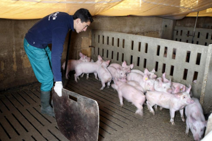 Soria cuenta con un censo de porcino de 418.869 animales.-HDS