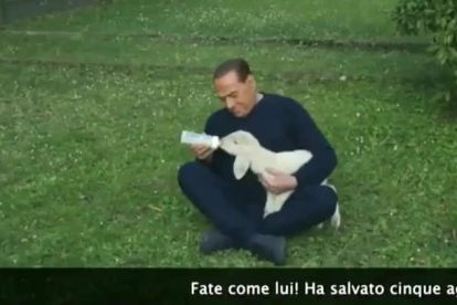Silvio Berlusconi aparece en un vídeo cuidando y amamantando a cinco corderos que ha adoptado.-