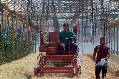 Campos de ensayo de azufre del Itagra en Palencia.-ICAL