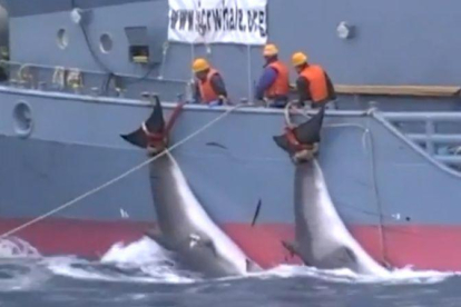 Dos ballenas acabadas de cazar y siendo arrastradas por un barco japonés.-SEA SHEPHERD