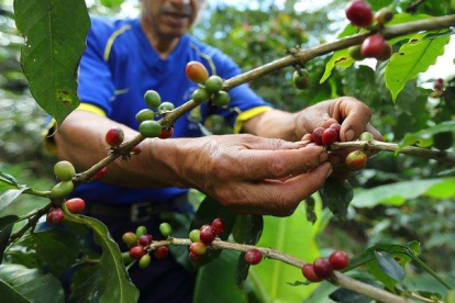 El café colombiano destacado fue sembrado en los municipios de Toribío y Miranda en el Espacio Territorial de Capacitación y Reincorporación (ETCR) de Monterredondo.-