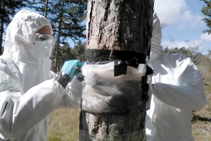 Dos expertos limpiando la plaga en un árbol.-ICAL
