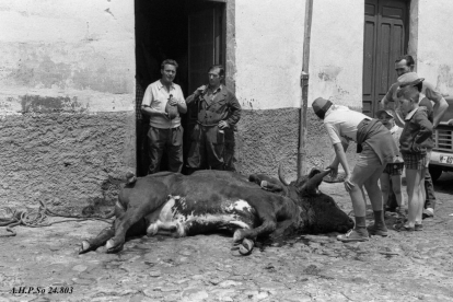 Despiece del toro en el matadero de Soria