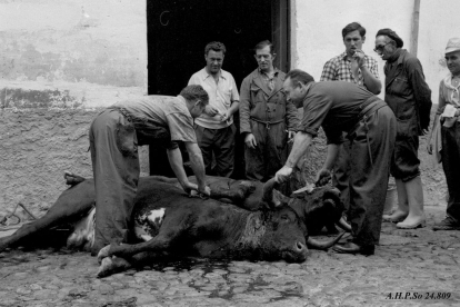 Despiece del toro en el matadero de Soria