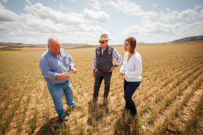 Valoración de la parcela de cultivo siniestrada por la sequía