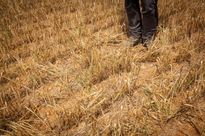 Valoración de la parcela de cultivo siniestrada por la sequía