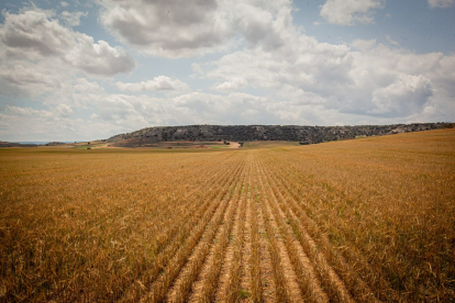 Valoración de la parcela de cultivo siniestrada por la sequía