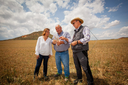 Valoración de la parcela de cultivo siniestrada por la sequía