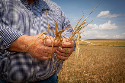 Valoración de la parcela de cultivo siniestrada por la sequía