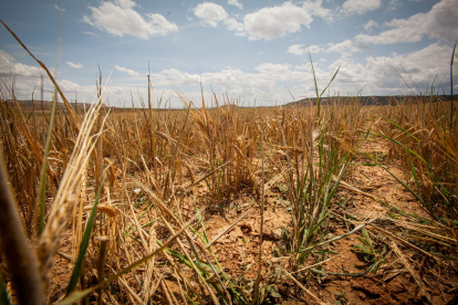 Valoración de la parcela de cultivo siniestrada por la sequía