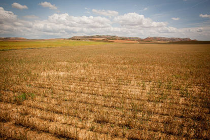 Valoración de la parcela de cultivo siniestrada por la sequía