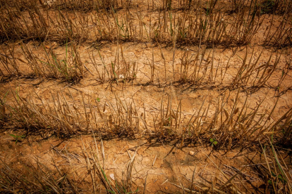 Valoración de la parcela de cultivo siniestrada por la sequía