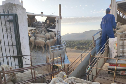 Cargando las ovejas en Brazatortas
