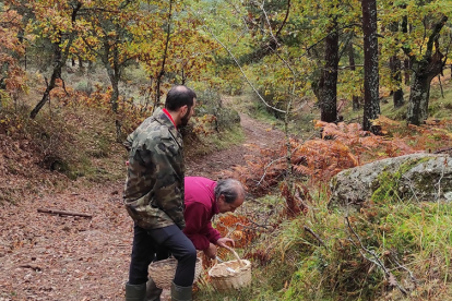 Recolectores de setas en un bosque de Soria.