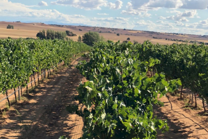 Nueva bodega ubicada en el corazón de la Ribera del Duero soriana