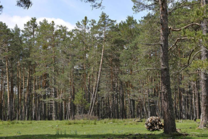 Imagen de una zona boscosa en la comarca de Pinares de la provincia de Soria.