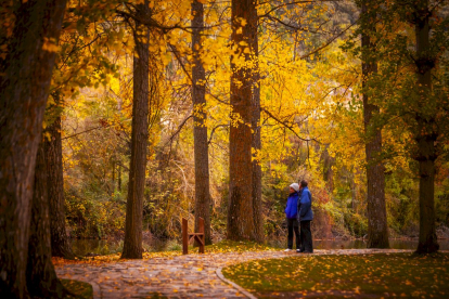 Otoño engrandece Soria con magníficos colores