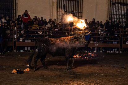 El Toro Jubilo se celebra siempre el segundo sábado de noviembre.