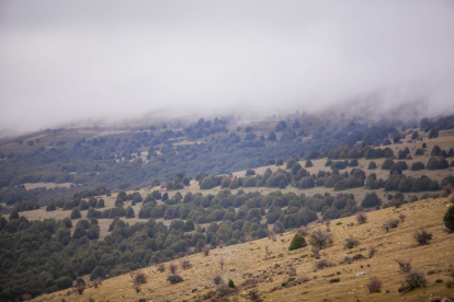 Impresionante producción de acebo en Arévalo de la Sierra