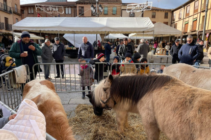 La Feria de Berlanga recupera la presencia de animales
