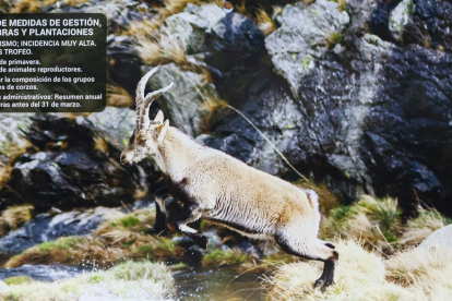Las fotografías de animales incluyen indicaciones para los cazadores