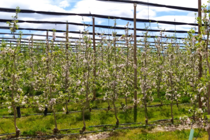 Son más de 850 las hectáreas que en Soria se dedican al cultivo de la manzana