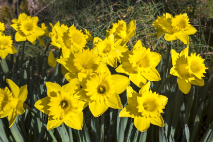 Flores por el estallido de la primavera en pleno marzo