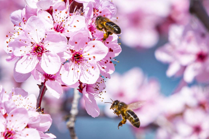 Las abejas ya polizan las flores