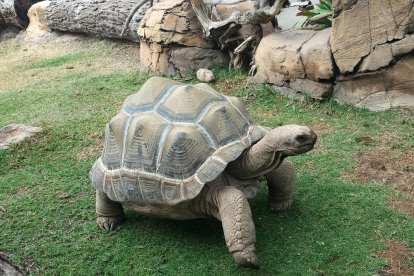 Tortuga gigante de Aldabra con la que se han comparado las medidas de Testudopodus iberiae.