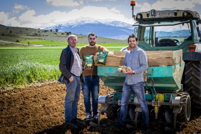 Emilio Zamora, Daniel Zamora y Francisco Pérez posan en uno de los campos donde se cultivan las patatas de Añavieja, con el Moncayo de fondo.